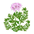 ゼラニウム